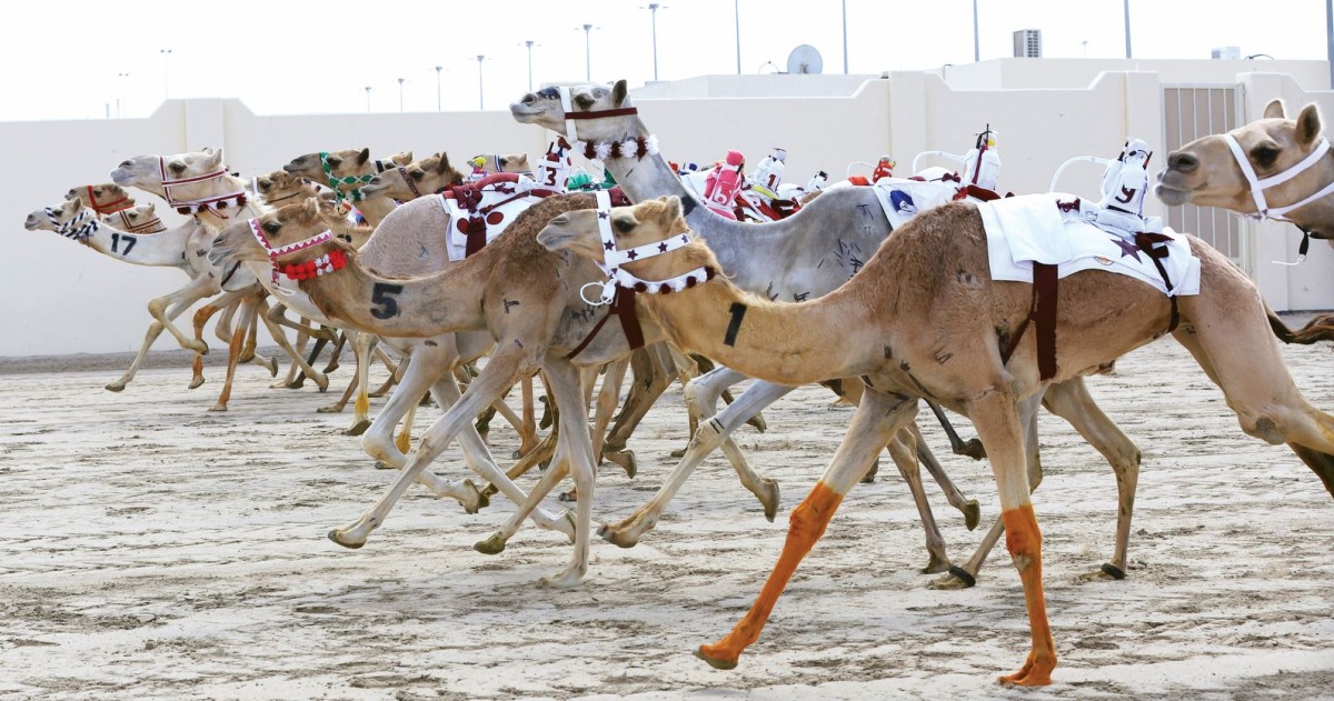مشاركة 527 مطية بالمنافسات الصباحية