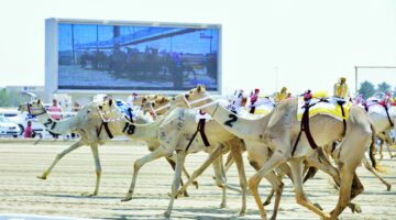 مهرجان سمو الأمير للهجن.. أشواط مثيرة على نواميس الحيل والزمول