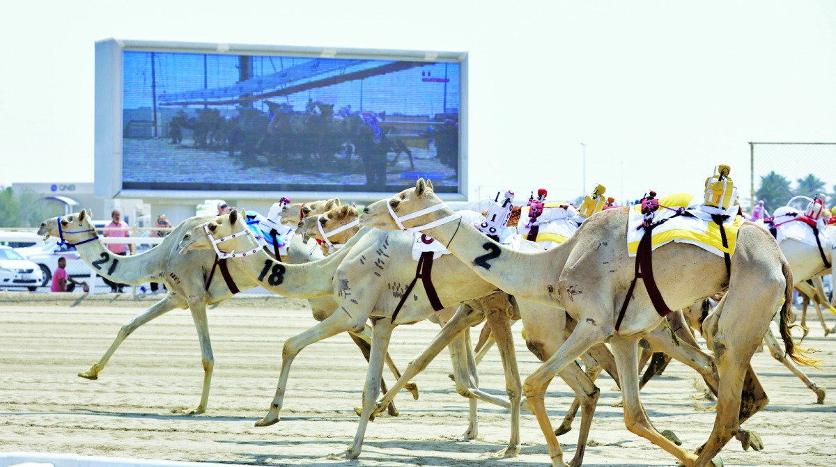 مهرجان سمو الأمير للهجن.. أشواط مثيرة على نواميس الحيل والزمول مهرجان سمو الأمير للهجن.. أشواط مثيرة على نواميس الحيل والزمول