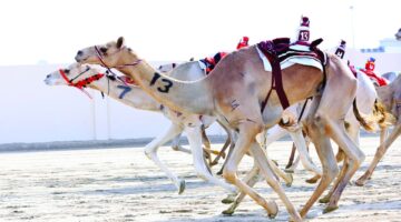 مهرجان سمو الأمير للهجن.. إقامة 24 شوطًا لسن الحيل والزمول