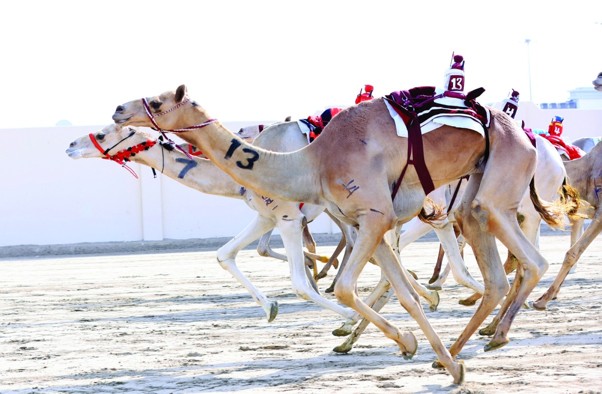 مهرجان سمو الأمير للهجن.. إقامة 24 شوطًا لسن الحيل والزمول مهرجان سمو الأمير للهجن.. إقامة 24 شوطًا لسن الحيل والزمول