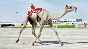مهرجان سمو الأمير للهجن.. الخنجران الفضيان يطيران إلى الإمارات