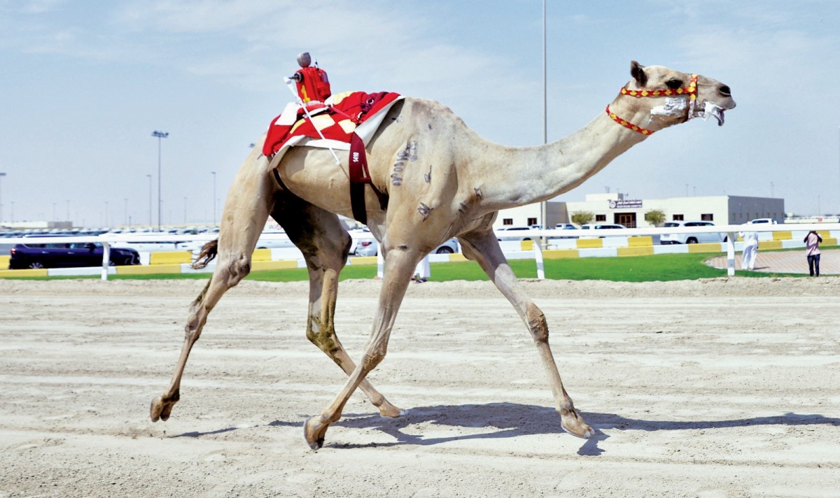 مهرجان سمو الأمير للهجن.. الخنجران الفضيان يطيران إلى الإمارات
