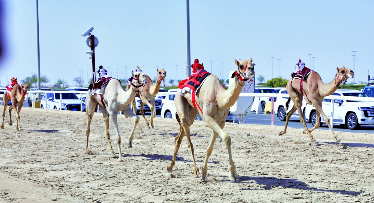 مهرجان سمو الأمير للهجن.. الرئاسة تهيمن على أشواط اللقايا الصباحية مهرجان سمو الأمير للهجن.. الرئاسة تهيمن على أشواط اللقايا الصباحية