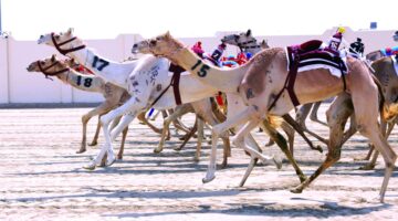 مهرجان سمو الأمير للهجن.. السيف الـ 19 يراود طموحات الشعار العنابي