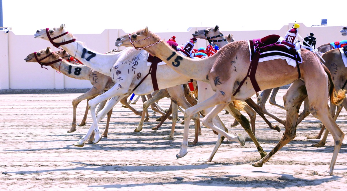 مهرجان سمو الأمير للهجن.. السيف الـ 19 يراود طموحات الشعار العنابي مهرجان سمو الأمير للهجن.. السيف الـ 19 يراود طموحات الشعار العنابي