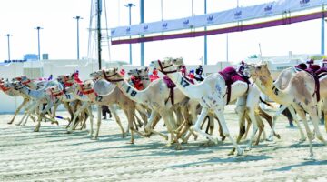 مهرجان سمو الأمير للهجن.. الشلفة والخنجر الفضيان في قبضة المسند والبريدي