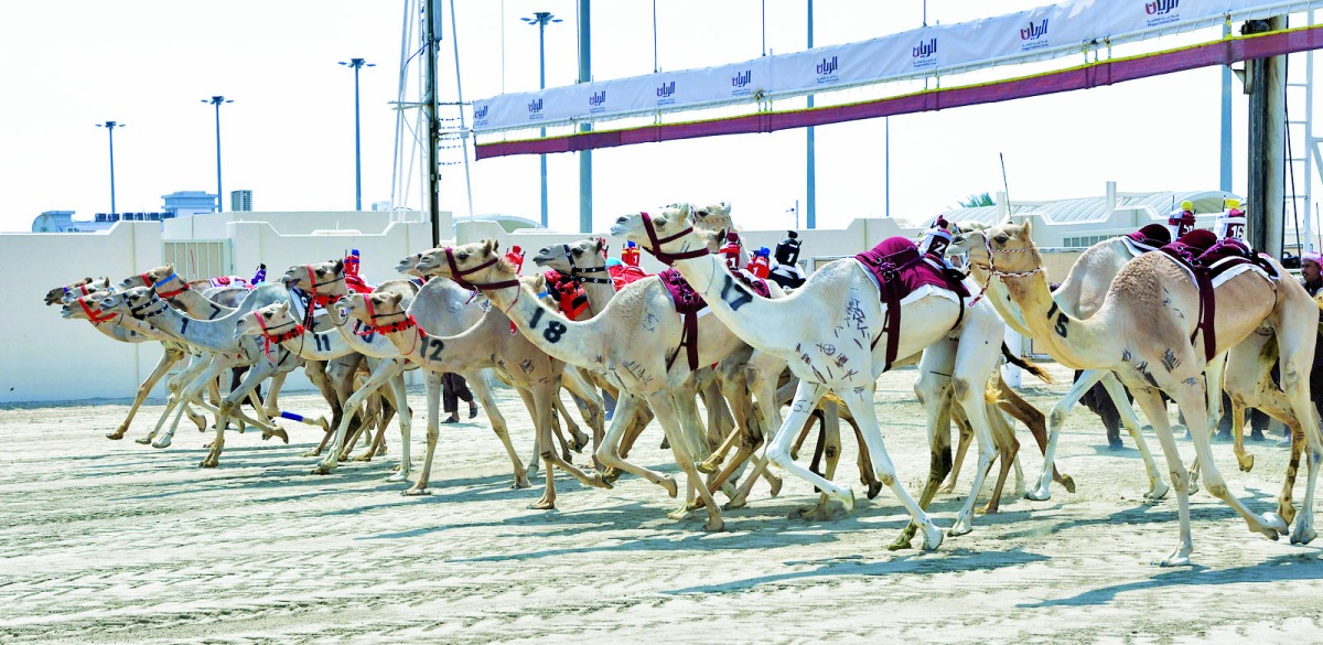 مهرجان سمو الأمير للهجن.. الشلفة والخنجر الفضيان في قبضة المسند والبريدي مهرجان سمو الأمير للهجن.. الشلفة والخنجر الفضيان في قبضة المسند والبريدي