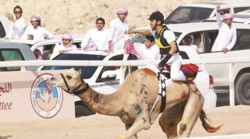مهرجان سمو الأمير للهجن.. قمة الإثارة بأشواط &laquo;سباق الهجن التراثي&raquo;