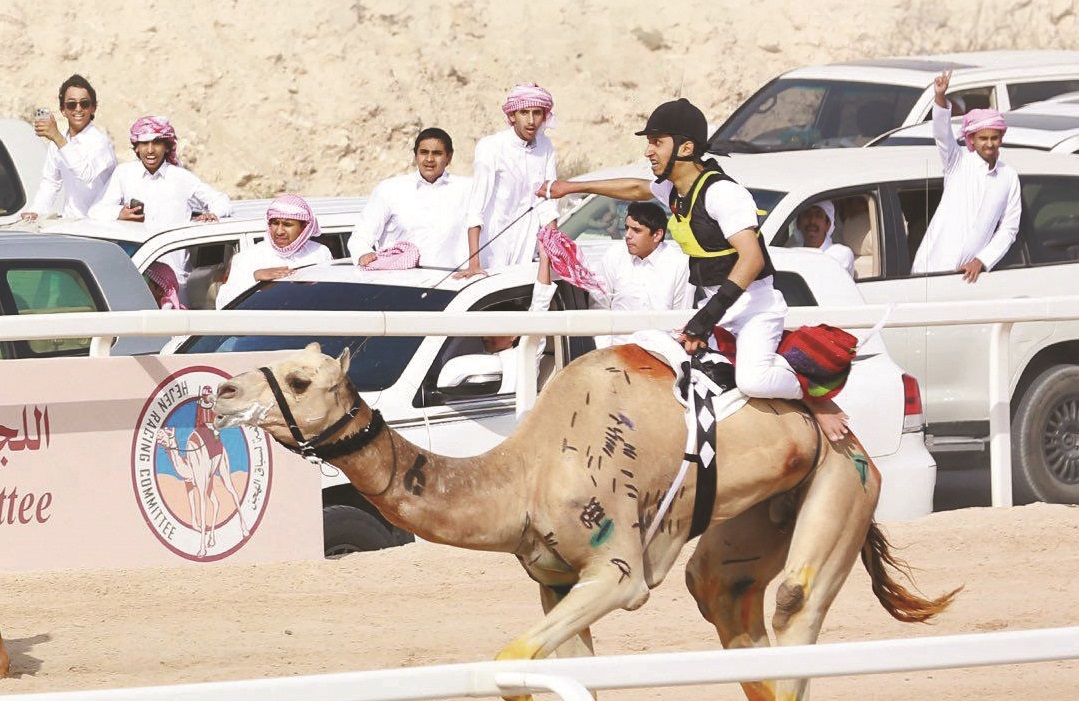مهرجان سمو الأمير للهجن.. قمة الإثارة بأشواط «سباق الهجن التراثي» مهرجان سمو الأمير للهجن.. قمة الإثارة بأشواط «سباق الهجن التراثي»