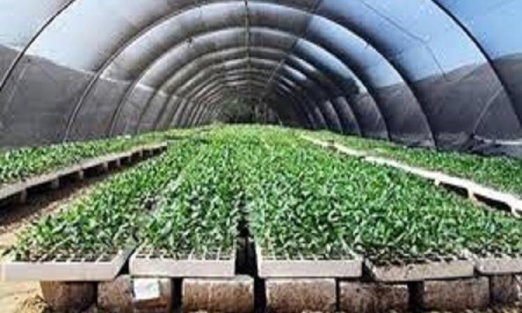 نجوى قطب تكشف أهمية الصوب الزراعية في تحقيق الأمن الغذائي نجوى قطب تكشف أهمية الصوب الزراعية في تحقيق الأمن الغذائي