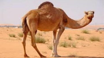 هل أكل لحم الإبل يفسد الوضوء؟