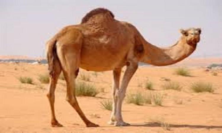 هل أكل لحم الإبل يفسد الوضوء؟ هل أكل لحم الإبل يفسد الوضوء؟