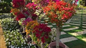وزارة الزراعة تواصل فعاليات معرض زهور الربيع 2025 في المتحف الزراعي