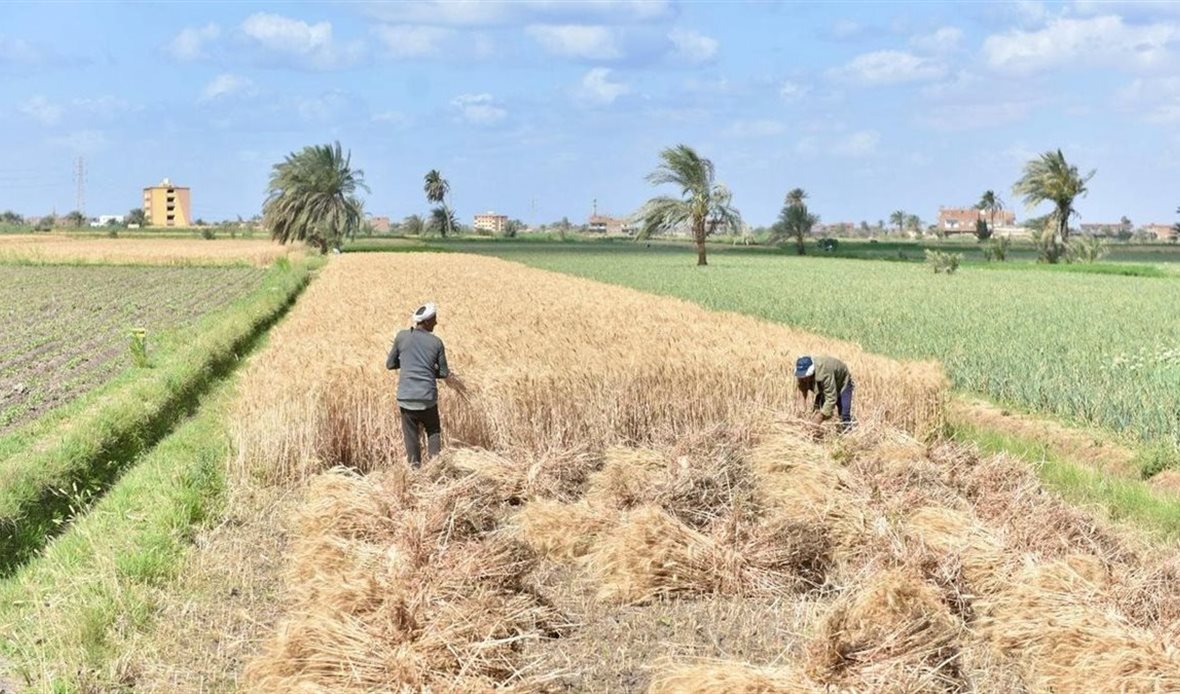 وزير التموين: تشكيل غرف عمليات لمتابعة استلام وتوريد القمح