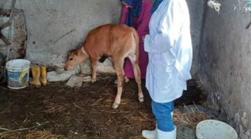 إطلاق قوافل بيطرية إلى سهل الطينة بشرق بورسعيد لتحصين المواشي ضد الحمى القلاعية والوادي المتصدع
