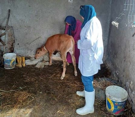 إطلاق قوافل بيطرية إلى سهل الطينة بشرق بورسعيد لتحصين المواشي ضد الحمى القلاعية والوادي المتصدع