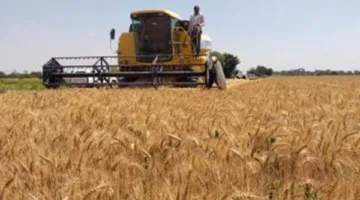 إمدادات الإسكندرية: نقل 50 ألف طن من القمح إلى صوامع ومخازن المحافظة