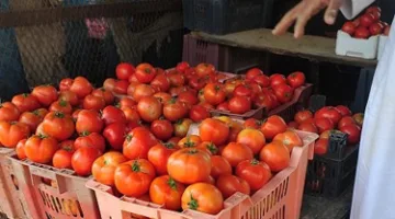 زيادة أسعار الخضروات في أسواق الإسكندرية اليوم.. الطماطم تصل إلى 10 جنيهات