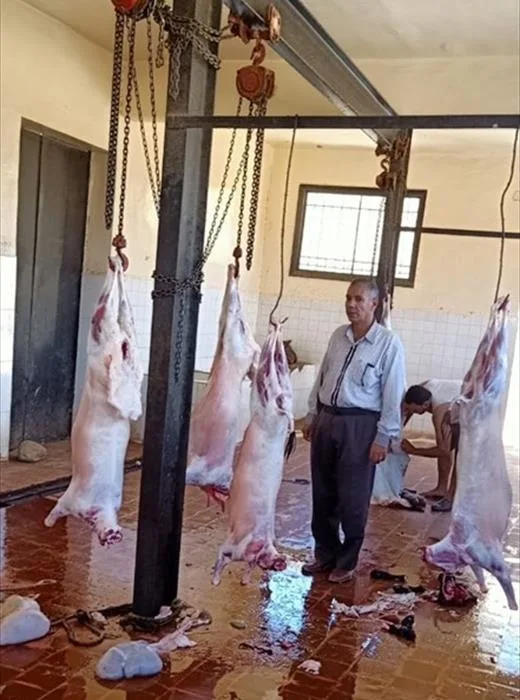 زيادة مستوى الجاهزية في مجازر المنوفية تحضيرًا لعيد الأضحى المبارك