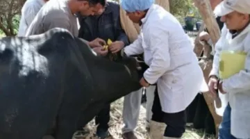 تحصين 350 ألف رأس من الماشية في المنوفية ضد الحمى القلاعية ومرض الوادي المتصدع