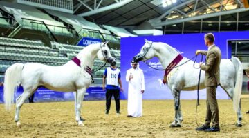 بطولتان للملاك الأهالي في ختام موسم جمال الخيل