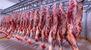 سعر كيلو اللحم البقري قائم قبل دخول عيد الأضحى 2025