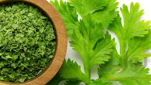 تناول ماء الكزبرة على الريق يوميا بالصيف ..شاهد ماذا يحدث لك تناول ماء الكزبرة على الريق يوميا بالصيف ..شاهد ماذا يحدث لك