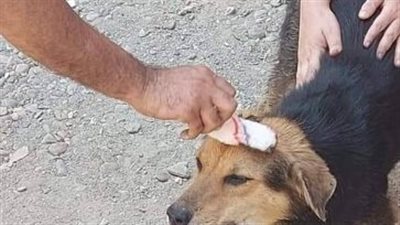 حملة مكثفة لتحصين الكلاب الضالة ضد مرض السعار ضمن مبادرة "مصر خالية من السعار قبل ٢٠٣٠" حملة مكثفة لتحصين الكلاب الضالة ضد مرض السعار ضمن مبادرة "مصر خالية من السعار قبل ٢٠٣٠"