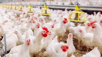 تراجع سعر الدجاج الأبيض إلى 87 جنيهًا وارتفاع ثمن البيض إلى 145 جنيهًا بتاريخ 13 مايو 2025.