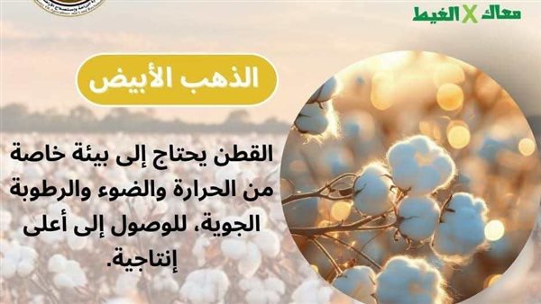 “معاك في الغيط” تقدم نصائح مهمة لمزارعي القطن في بداية موسم الزراعة “معاك في الغيط” تقدم نصائح مهمة لمزارعي القطن في بداية موسم الزراعة