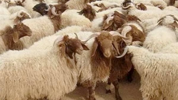 عيد الأضحى 2025.. كيف يتم تقسيم الأضحية ومن هي الفئات المستحقة شرعًا؟