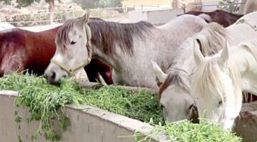 تفاصيل تطوير محطة الزهراء للخيول العربية الأصيلة.. فيديو