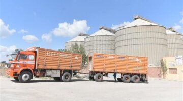 توريد 74672 طنا من محصول القمح للشون والصوامع بالفيوم
