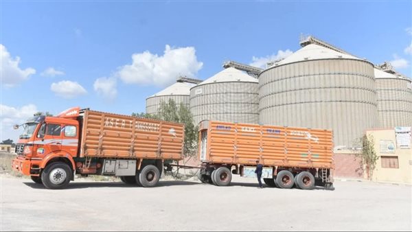 توريد 74672 طنا من محصول القمح للشون والصوامع بالفيوم توريد 74672 طنا من محصول القمح للشون والصوامع بالفيوم