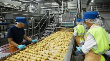 صادرات الأغذية المصرية تسجل 340 ألف طن خلال 12 يوماً والبطاطس تتصدر المشهد