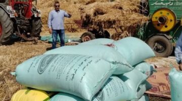 توريد 206 ألف طن قمح لشون وصوامع الشرقية
