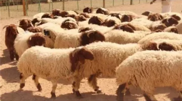 هل يمكن ذبح الهدي أثناء الحج بنية الهدي والأضحية معًا؟.. إجابة من دار الإفتاء