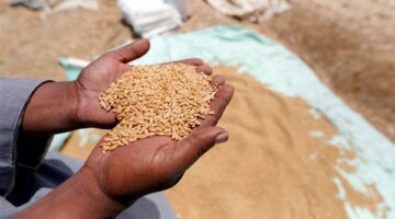 الهيئة العامة للإصلاح الزراعي تواصل متابعة حصاد وتوريد القمح ودعم المنتفعين