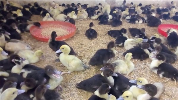 اليوم الإثنين.. تعرف على أسعار الطيور في أسواق الإسكندرية اليوم الإثنين.. تعرف على أسعار الطيور في أسواق الإسكندرية