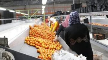 مصر تتصدر عالميًا في تصدير الموالح رغم التحديات الدولية