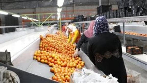 مصر تتصدر عالميًا في تصدير الموالح رغم التحديات الدولية مصر تتصدر عالميًا في تصدير الموالح رغم التحديات الدولية
