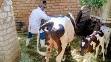 لتنمية الثروة الحيوانية.. ندوات إرشادية وتوعوية للمربيين بالمحافظات