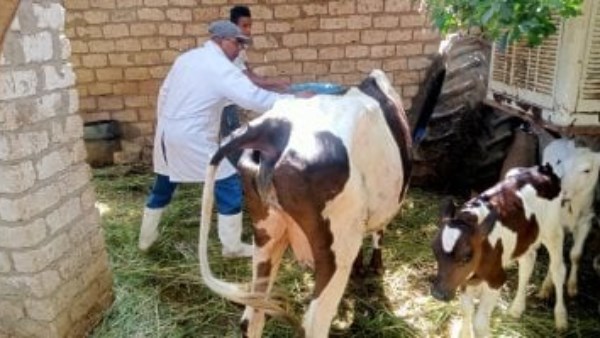 لتنمية الثروة الحيوانية.. ندوات إرشادية وتوعوية للمربيين بالمحافظات لتنمية الثروة الحيوانية.. ندوات إرشادية وتوعوية للمربيين بالمحافظات