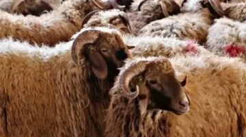 قواعد مشاركة عدة أفراد في الأضحية لعام 2025.. دار الإفتاء تفسر الشروط الشرعية