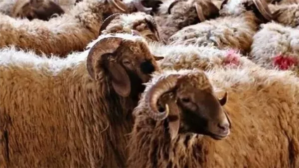 تعرَّف على أسعار الأضاحي في الفيوم تعرَّف على أسعار الأضاحي في الفيوم