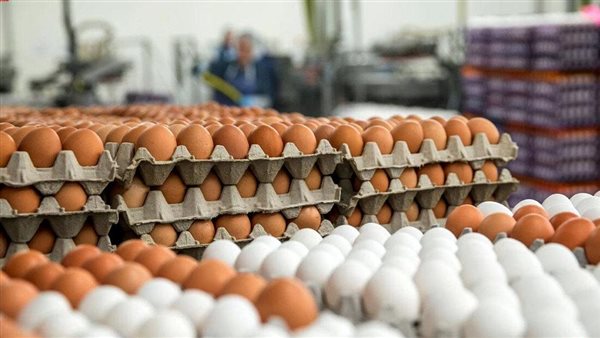 اليوم الاثنين.. أسعار البيض والكتاكيت في الإسكندرية اليوم الاثنين.. أسعار البيض والكتاكيت في الإسكندرية