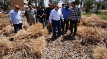 توريد أكثر من 46 ألف طن قمح بأسيوط وتيسيرات كبيرة للمزارعين لدعم الأمن الغذائي