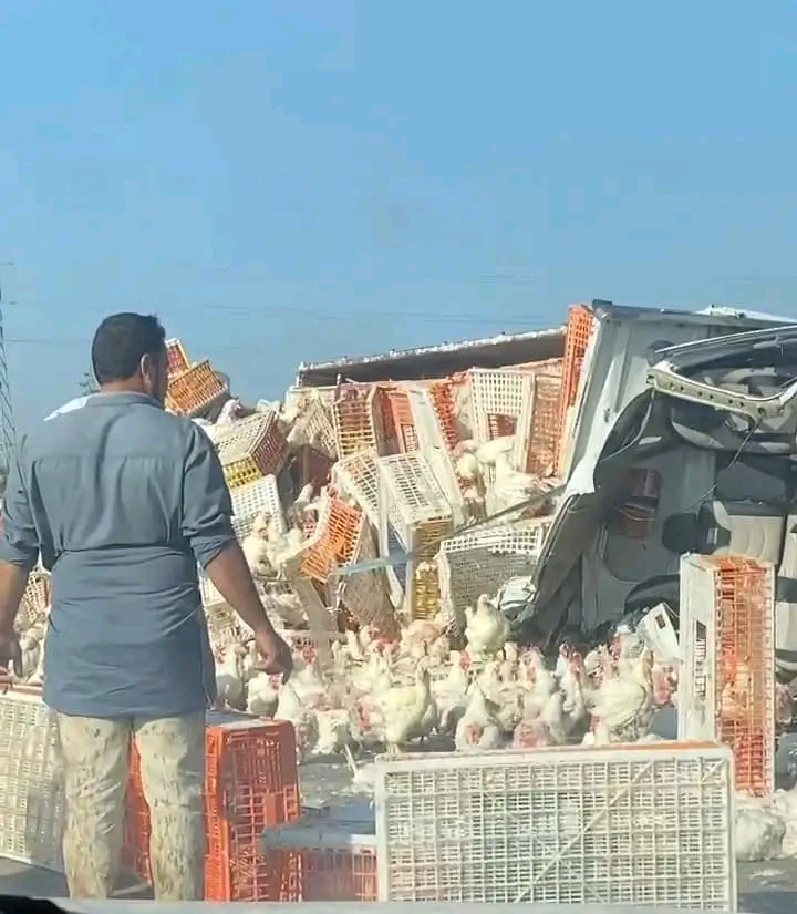 إنقلاب سيارة محملة بالدجاج 