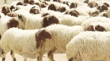 عيد الأضحى 2025: ما هي القواعد والشروط المتعلقة بالأضحية وآدابها؟
